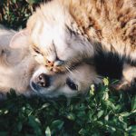 dog and cat cuddling in grass with teeth that are well cared for