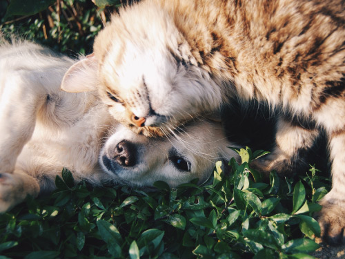 dog and cat cuddling in grass with teeth that are well cared for